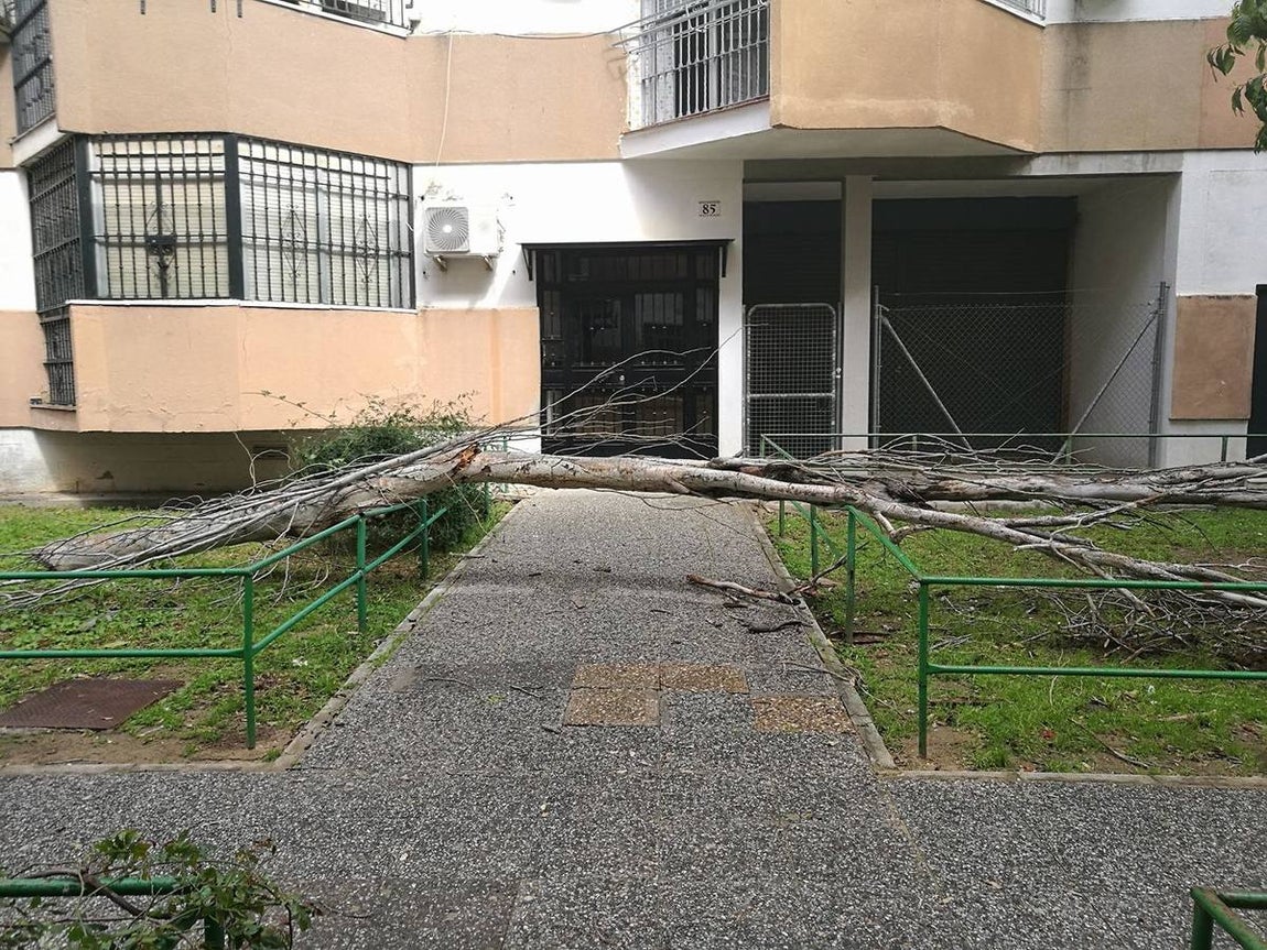 Los estragos del temporal en Sevilla