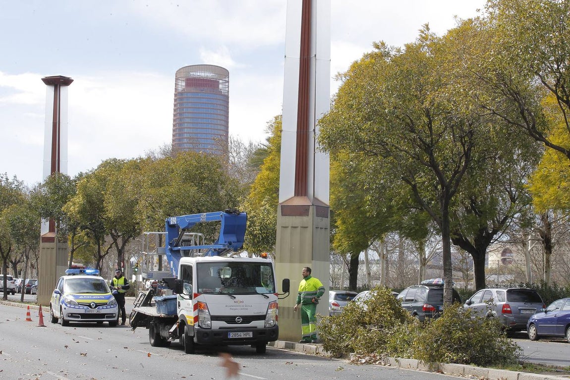 Los estragos del temporal en Sevilla