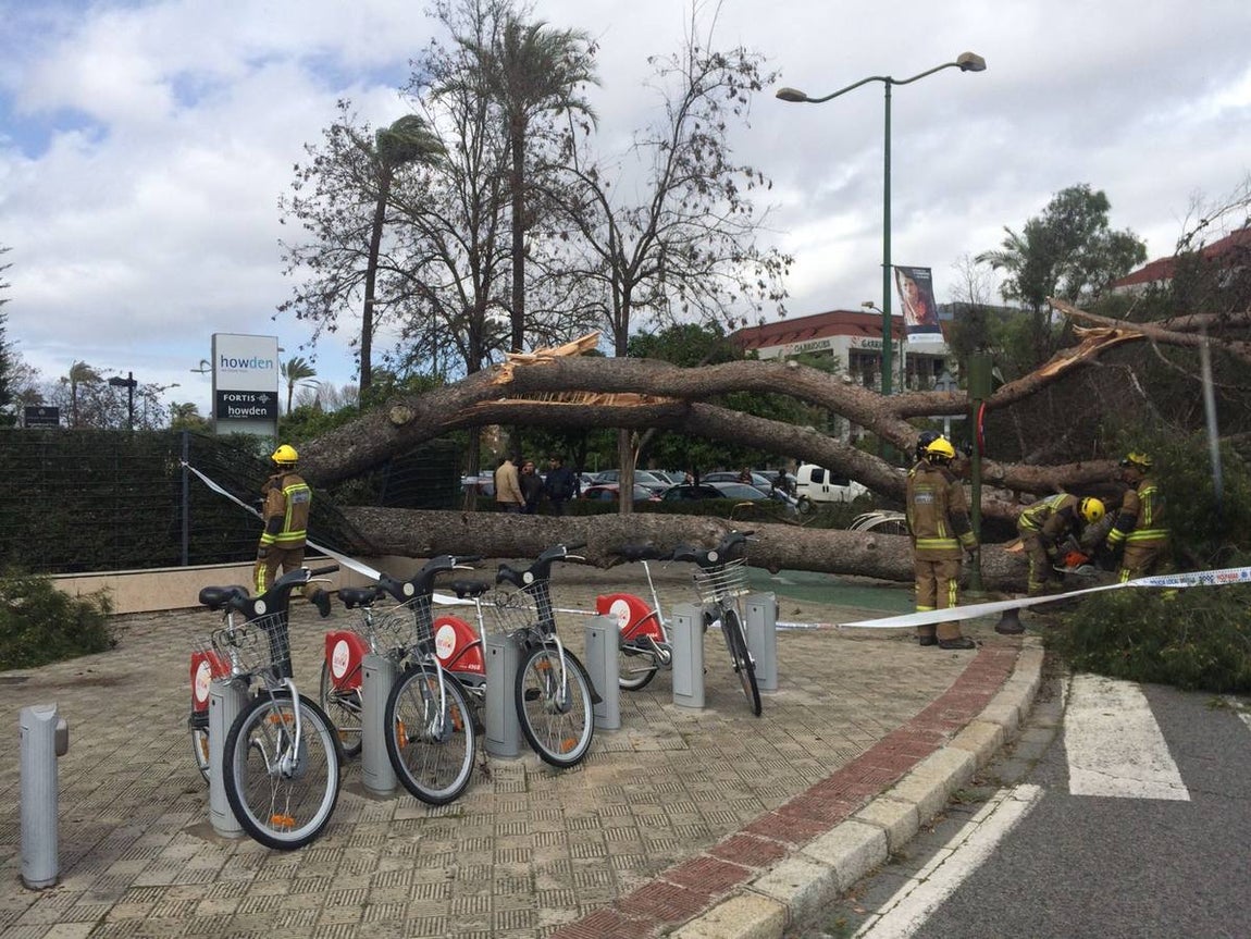Los estragos del temporal en Sevilla