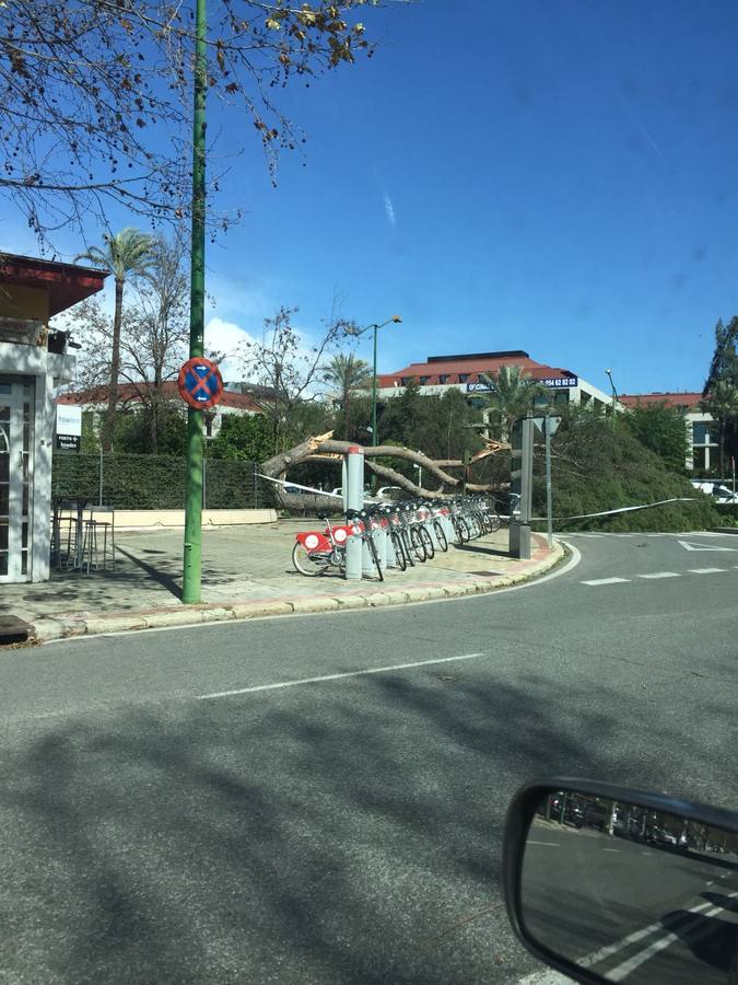 Los estragos del temporal en Sevilla