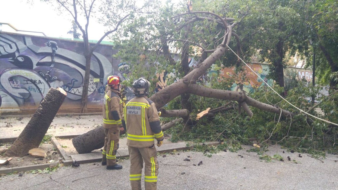 Los estragos del temporal en Sevilla