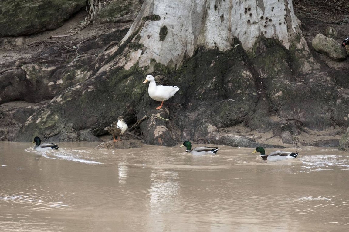 Molinos del río Guadaíra, casi inundados
