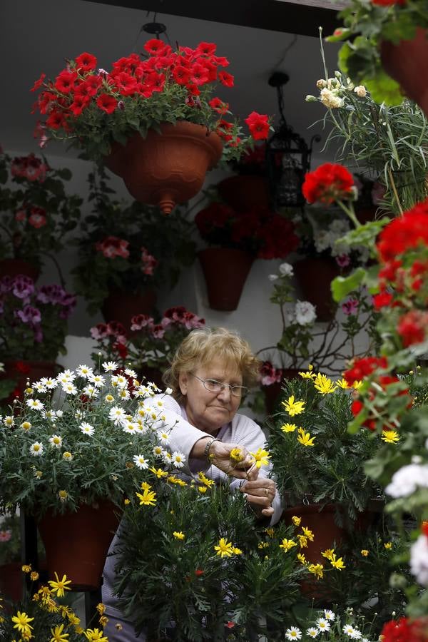 Los preparativos de la Fiesta de los Patios de Córdoba, en imágenes