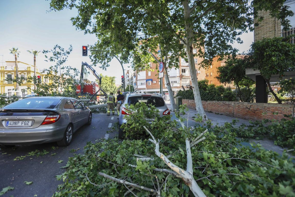 Las imágenes que ha dejado la caída del árbol en la Cruz del Campo