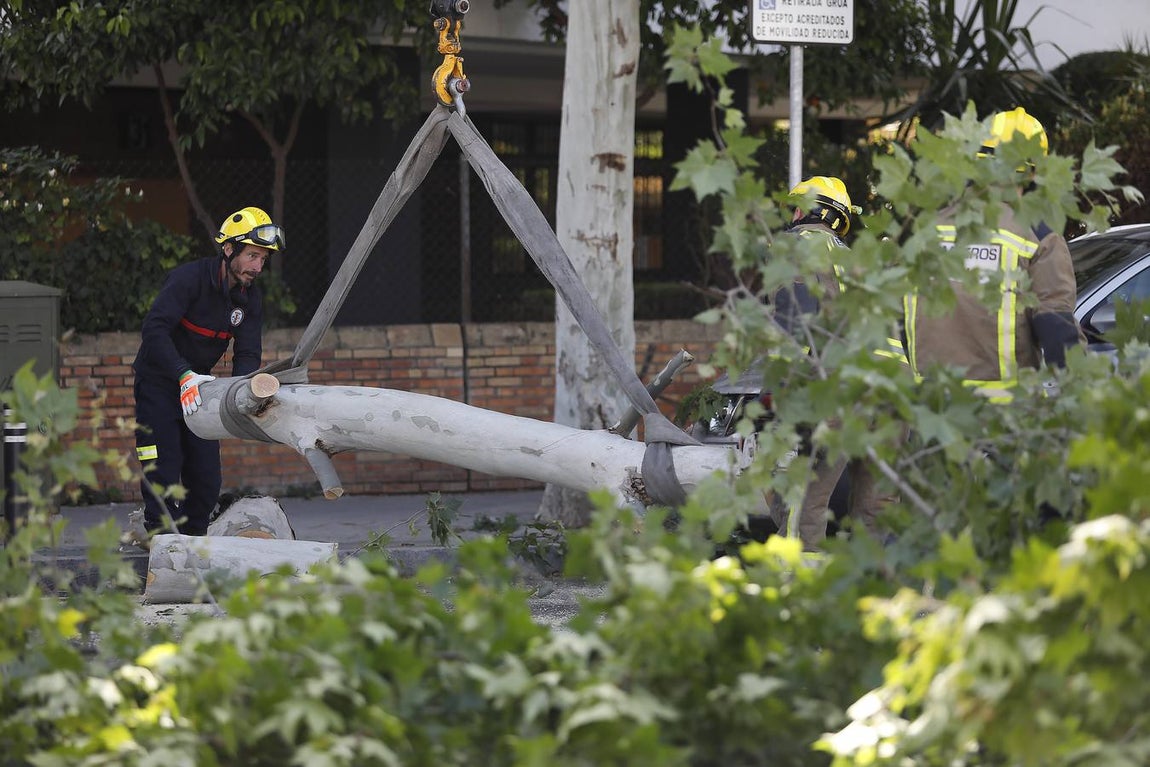 Las imágenes que ha dejado la caída del árbol en la Cruz del Campo