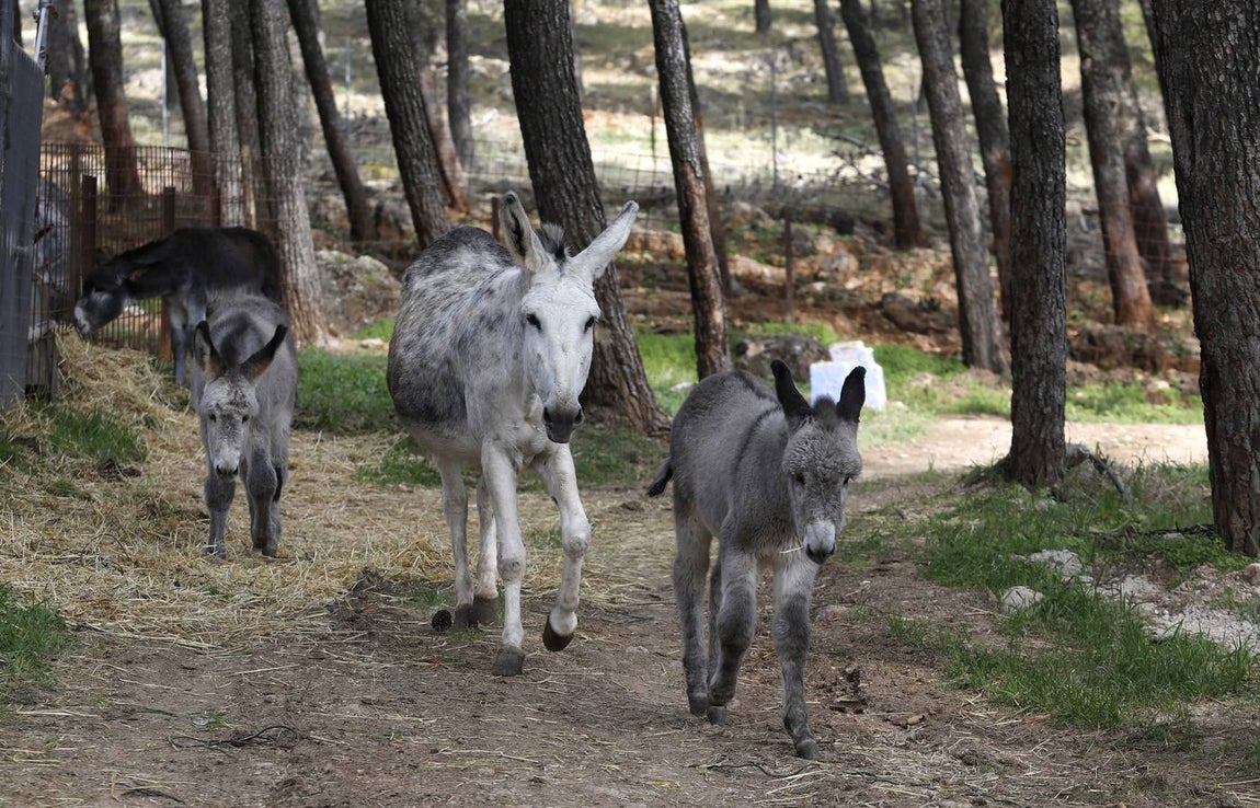 Un paseo por la Navidad de Rute, en imágenes