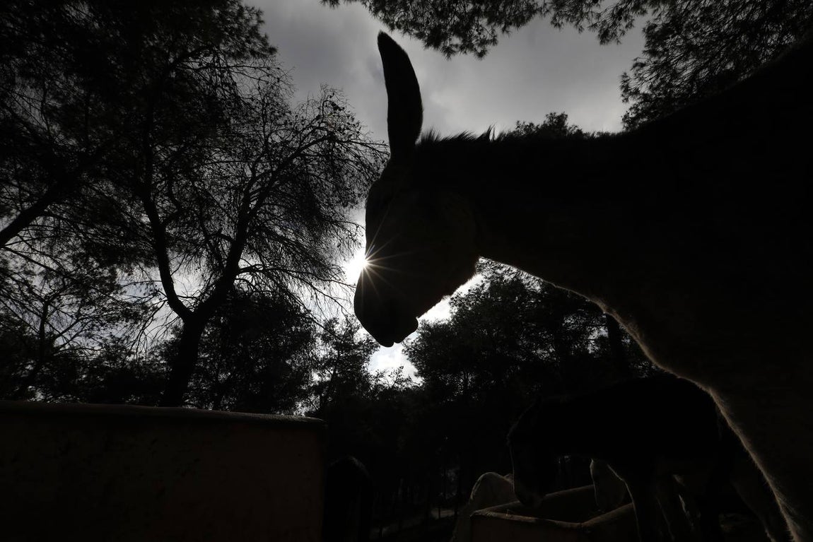 Un paseo por la Navidad de Rute, en imágenes
