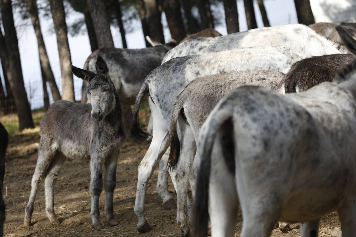 Un paseo por la Navidad de Rute, en imágenes