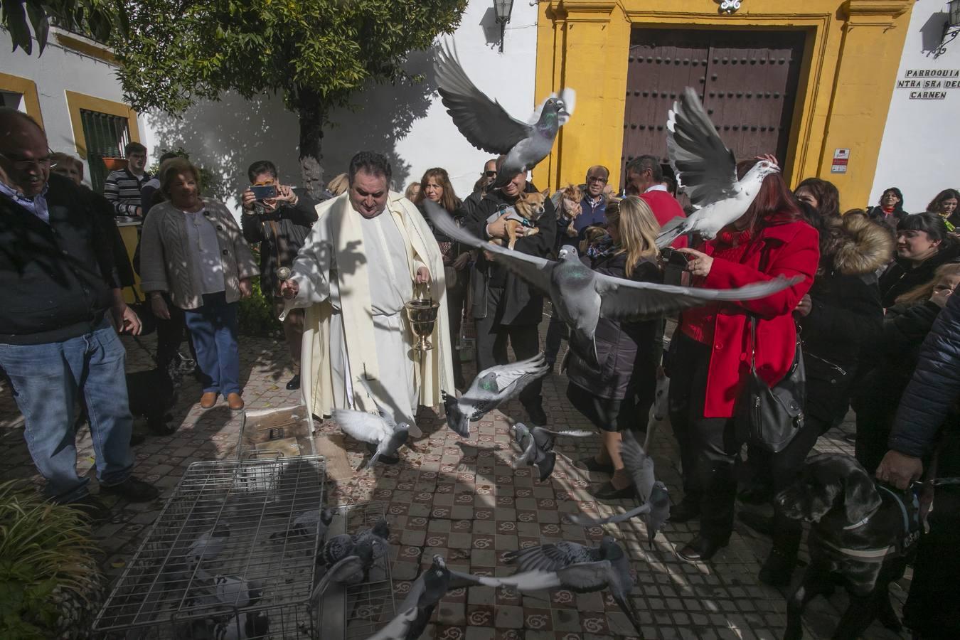 La celebración del día de San Antón en Córdoba