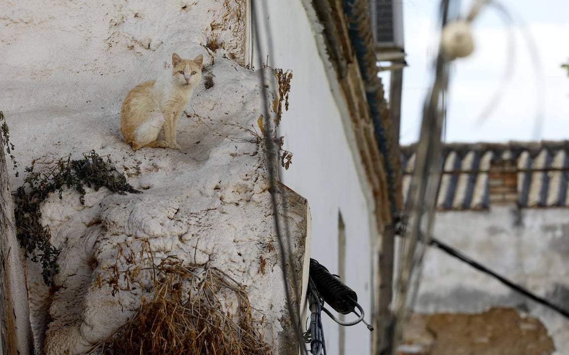 La huella de las casas abandonadas en el Casco de Córdoba, en imágenes