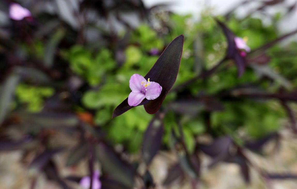 Las flores de los patios de Córdoba, en imágenes