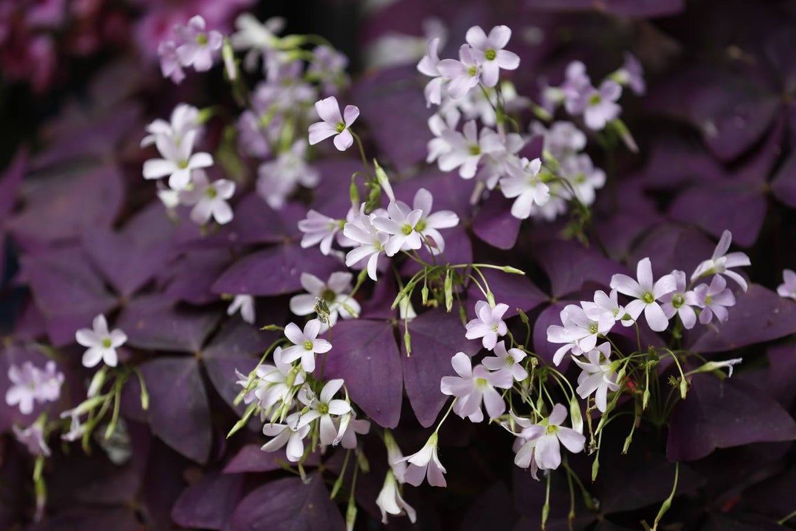 Las flores de los patios de Córdoba, en imágenes