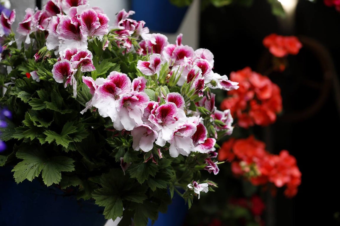 Las flores de los patios de Córdoba, en imágenes
