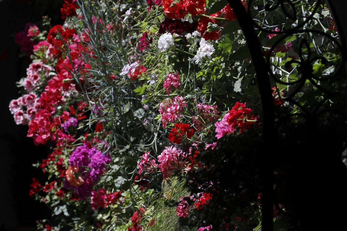 Las flores de los patios de Córdoba, en imágenes