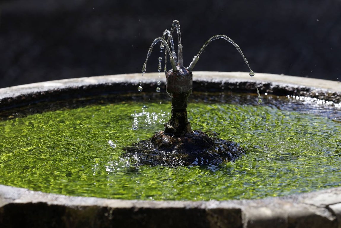 El asombro de los patios del Palacio de Viana de Córdoba, en imágenes