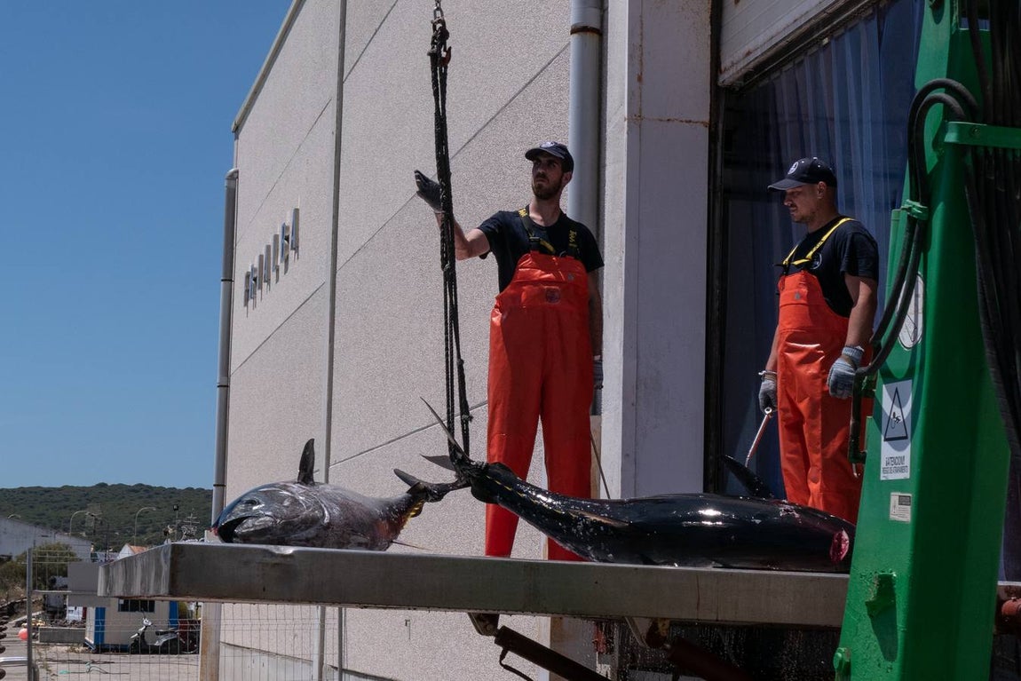 Fotogalería: Los últimos artesanos de las almadrabas