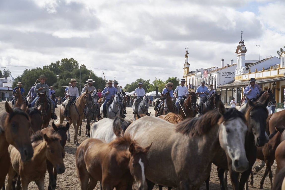 Impresionantes imágenes de la Saca de yeguas en el Rocío