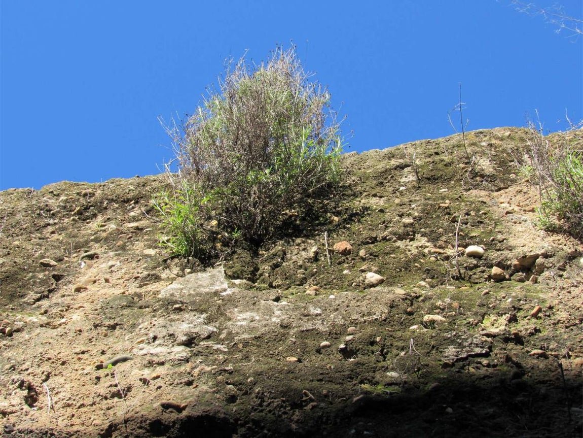 En imágenes, el proyecto de restauración de la muralla de la Macarena y su situación actual