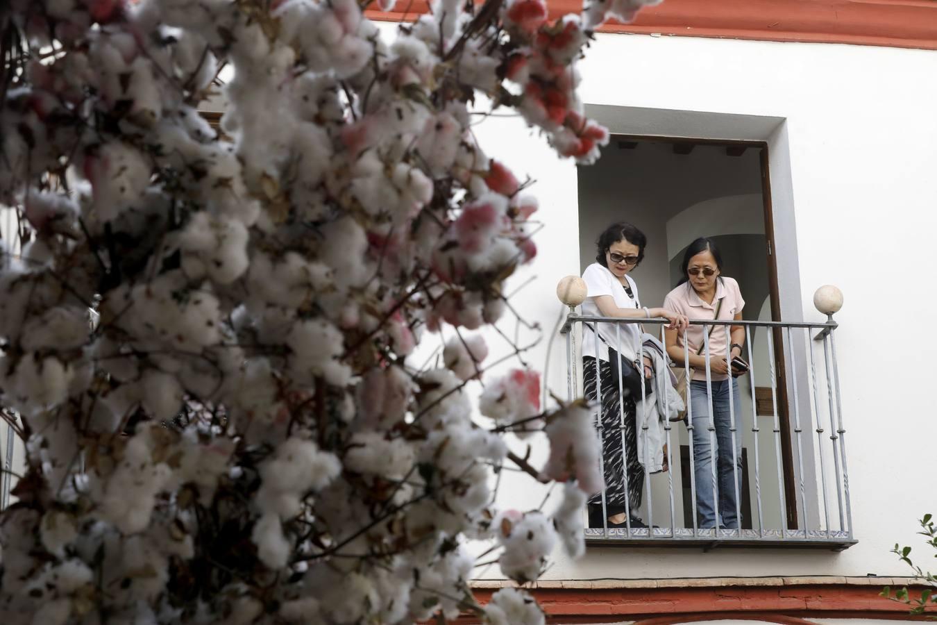 Las instalaciones del Festival Flora 2019, en imágenes