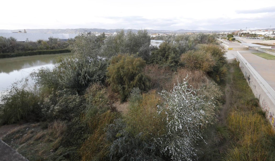 El lamentable estado del río en Córdoba, en imágenes