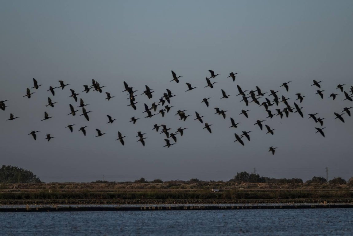 Los campos de arroz, hogar para las aves de Doñana