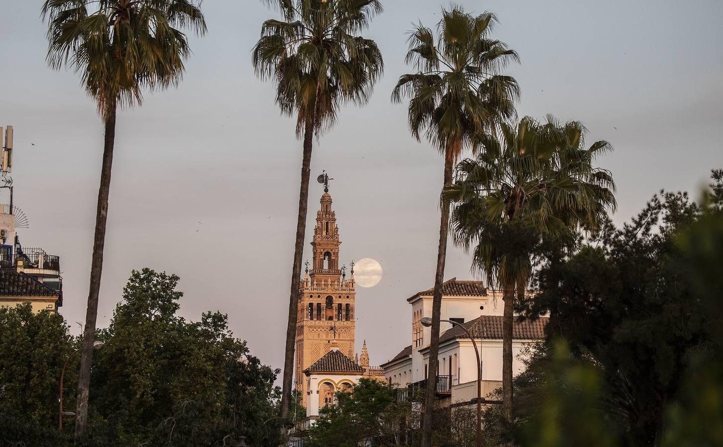 La luna tiñe de rosa las noches de Sevilla