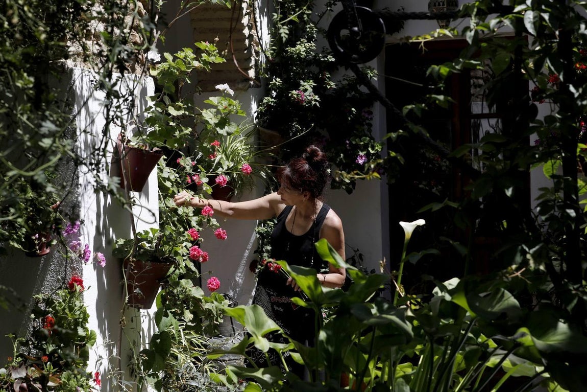 Los patios de Córdoba 2020 en la Judería y San Francisco, en imágenes