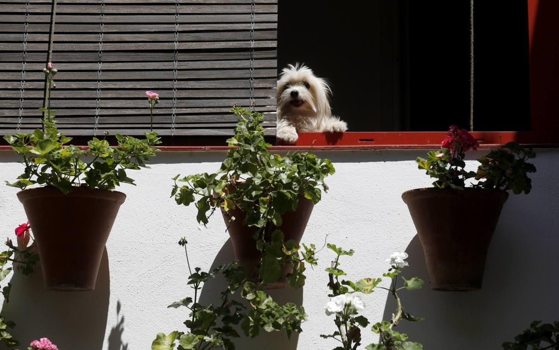 Los patios de Córdoba en Parras y Diego Méndez, en imágenes
