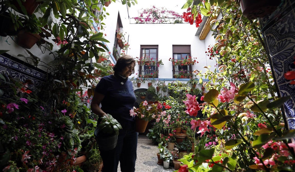 Los patios de Juan Fernández, 6 y Zarco,15 de Córdoba, en imágenes