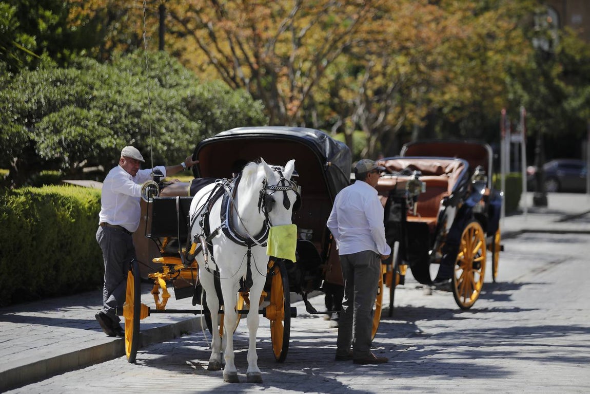 Los coches de caballos vuelven a las calles de Sevilla
