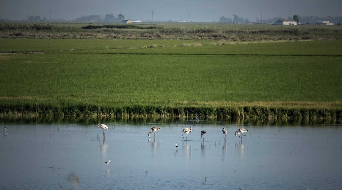 En imágenes, la belleza de unas marismas ahora en alerta por el virus del Nilo