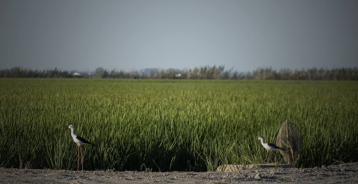 En imágenes, la belleza de unas marismas ahora en alerta por el virus del Nilo