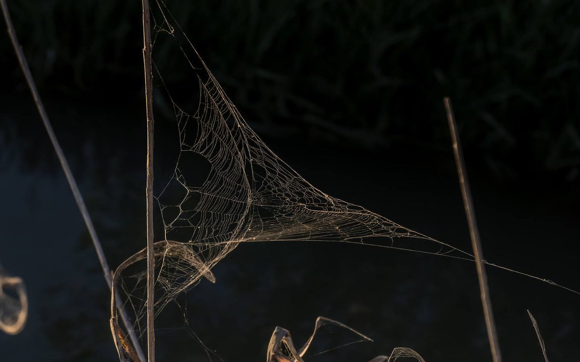 En imágenes, la belleza de unas marismas ahora en alerta por el virus del Nilo