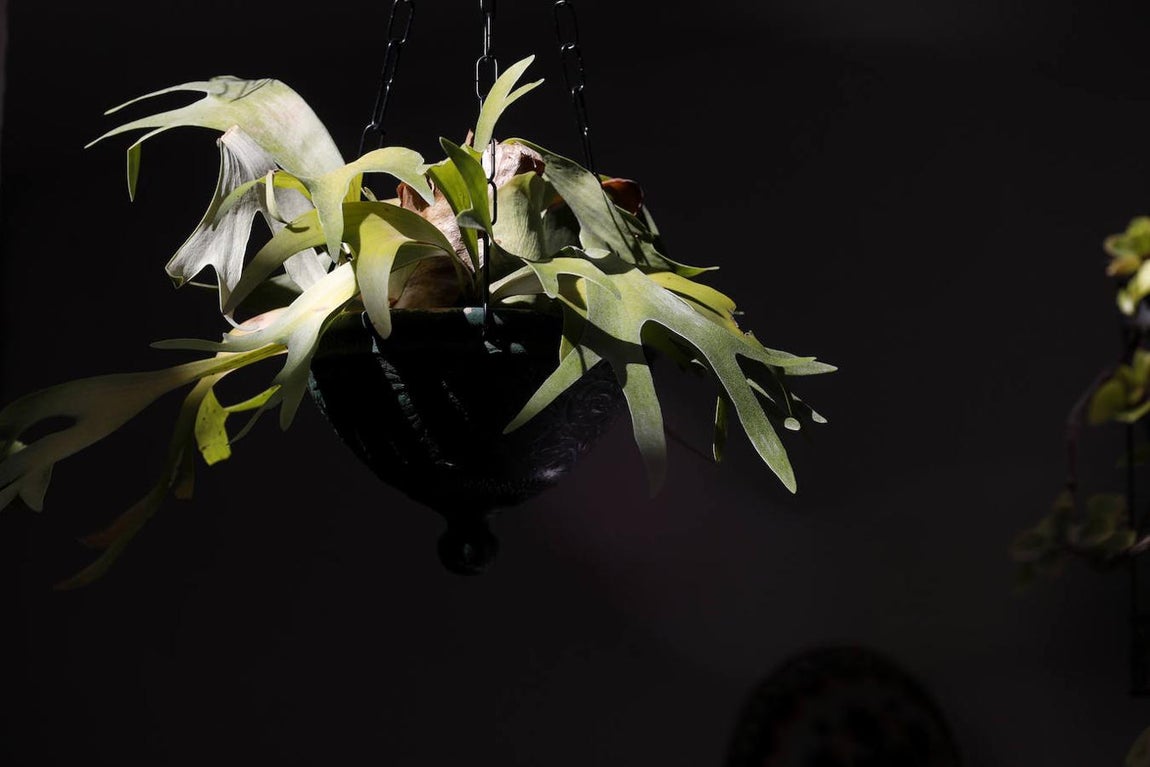 Los Patios de la Judería y San Francisco de Córdoba, en imágenes