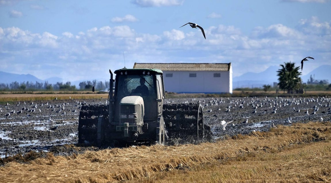 El fangueo deja impresionantes imágenes en Isla Mayor