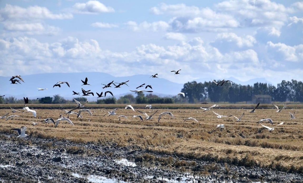 El fangueo deja impresionantes imágenes en Isla Mayor