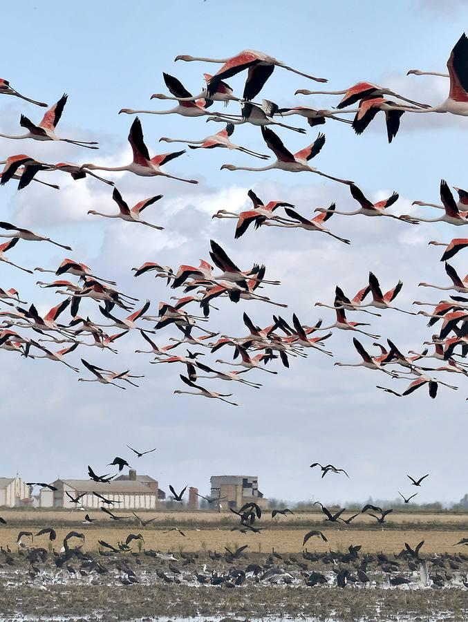 El fangueo deja impresionantes imágenes en Isla Mayor