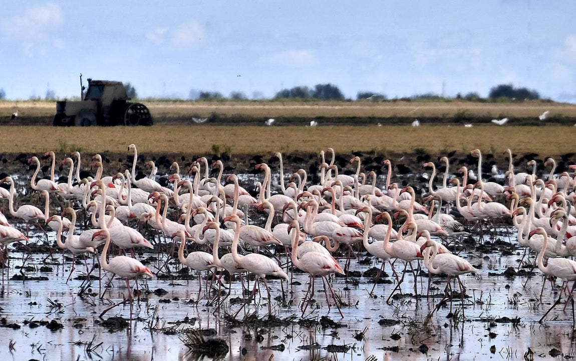 El fangueo deja impresionantes imágenes en Isla Mayor
