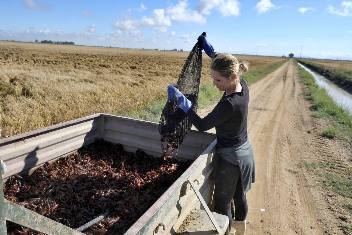 El fangueo deja impresionantes imágenes en Isla Mayor