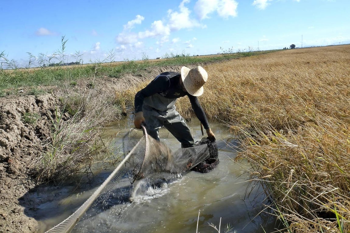 El fangueo deja impresionantes imágenes en Isla Mayor