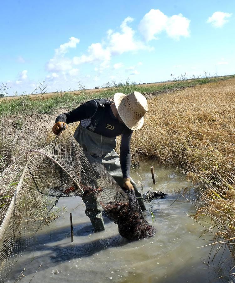 El fangueo deja impresionantes imágenes en Isla Mayor