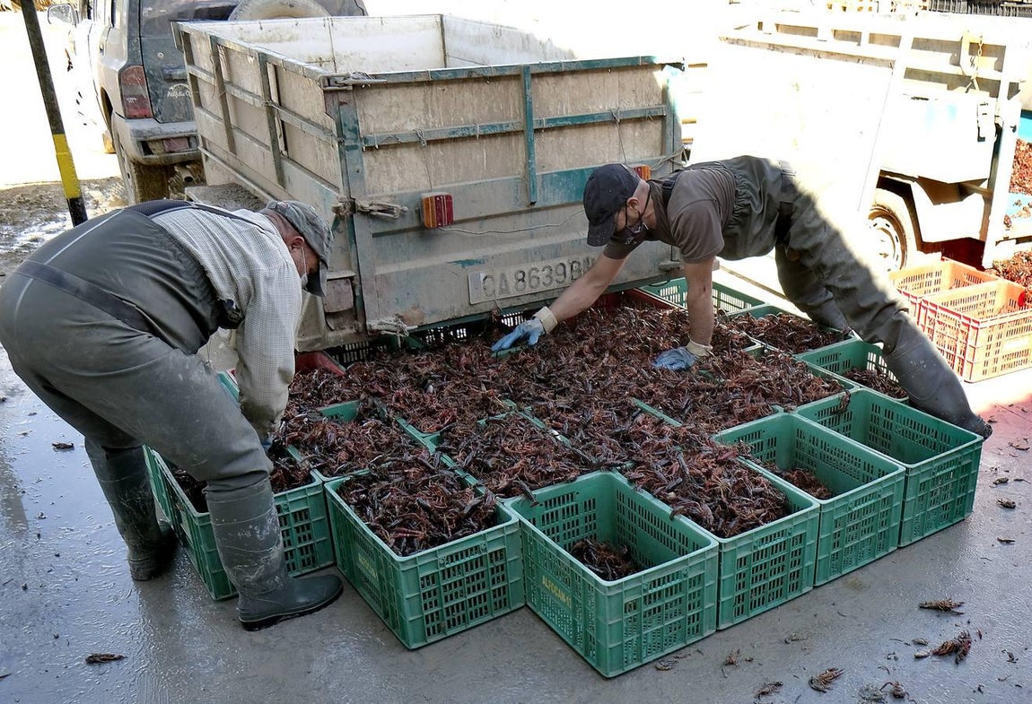 El fangueo deja impresionantes imágenes en Isla Mayor