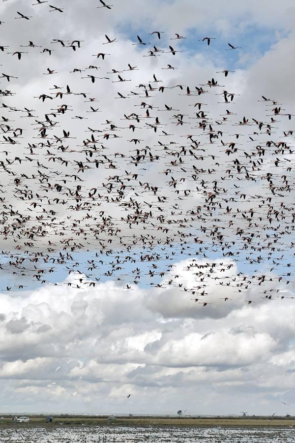 El fangueo deja impresionantes imágenes en Isla Mayor