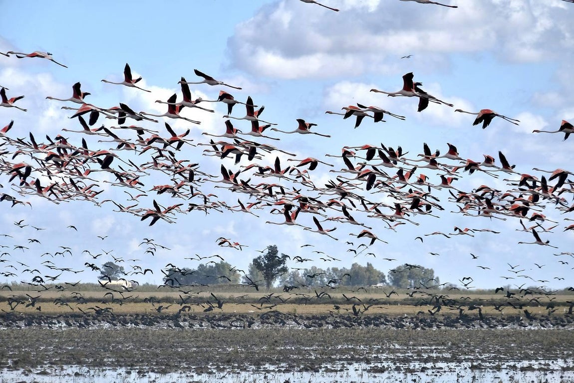 El fangueo deja impresionantes imágenes en Isla Mayor