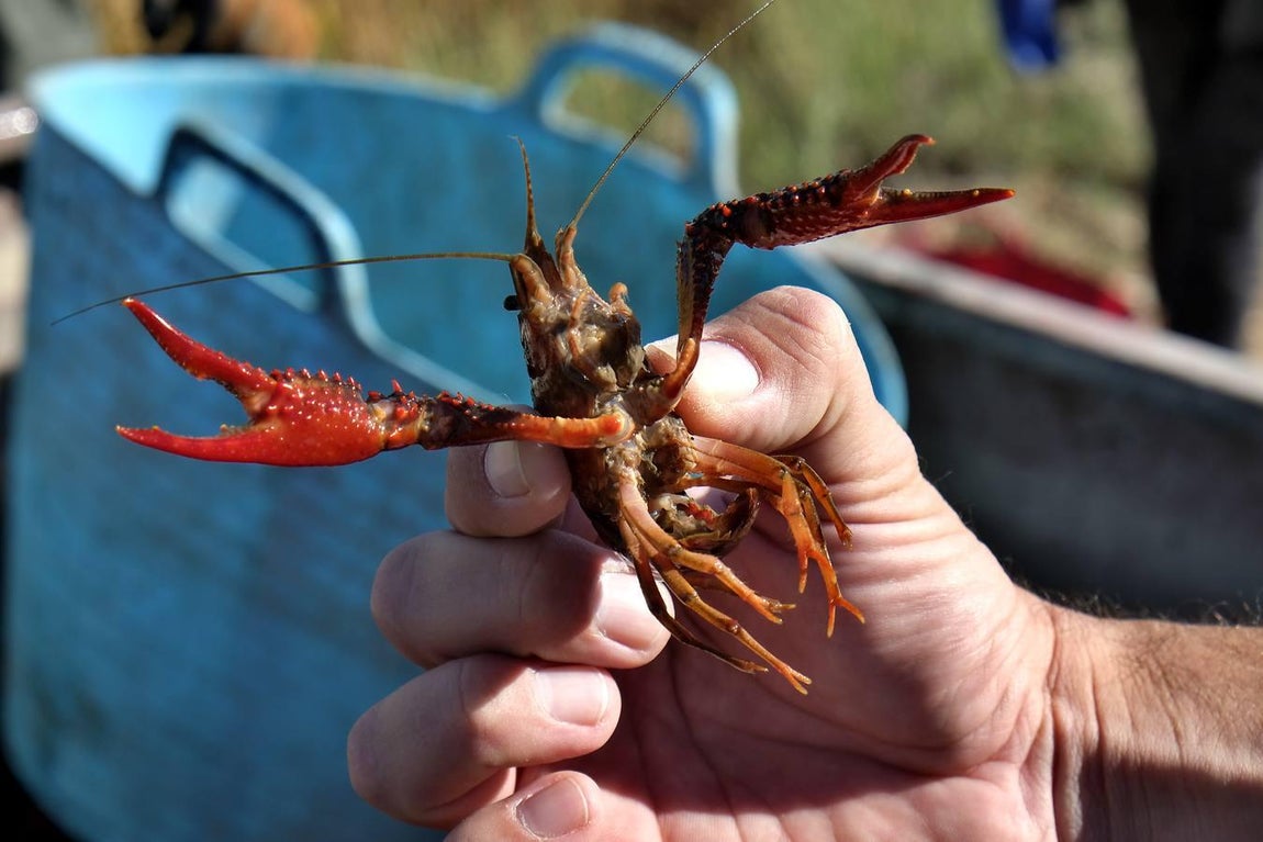 El fangueo deja impresionantes imágenes en Isla Mayor