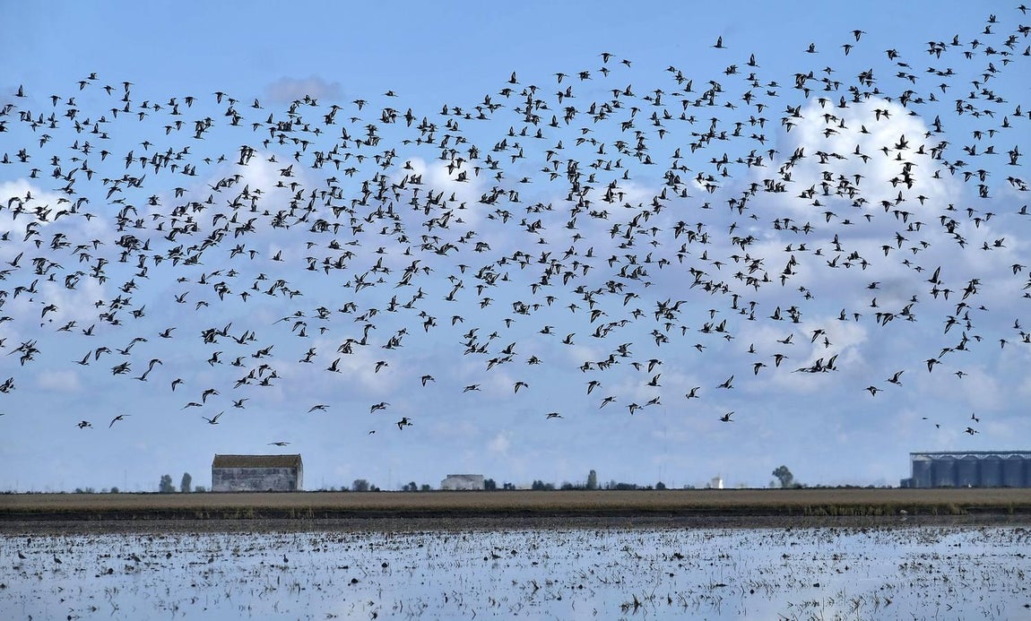 El fangueo deja impresionantes imágenes en Isla Mayor