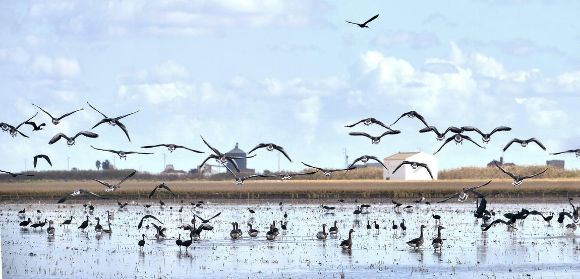El fangueo deja impresionantes imágenes en Isla Mayor