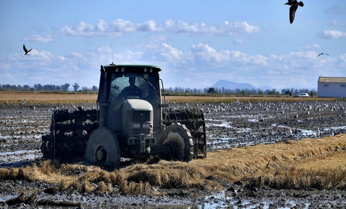 El fangueo deja impresionantes imágenes en Isla Mayor