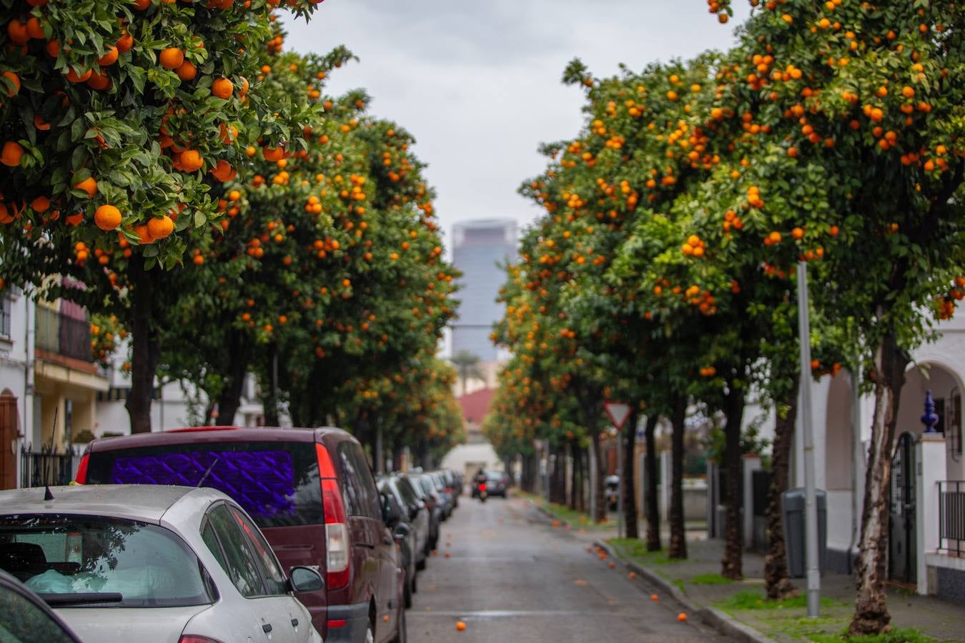 En imágenes, las naranjas sin recoger de las calles de Sevilla