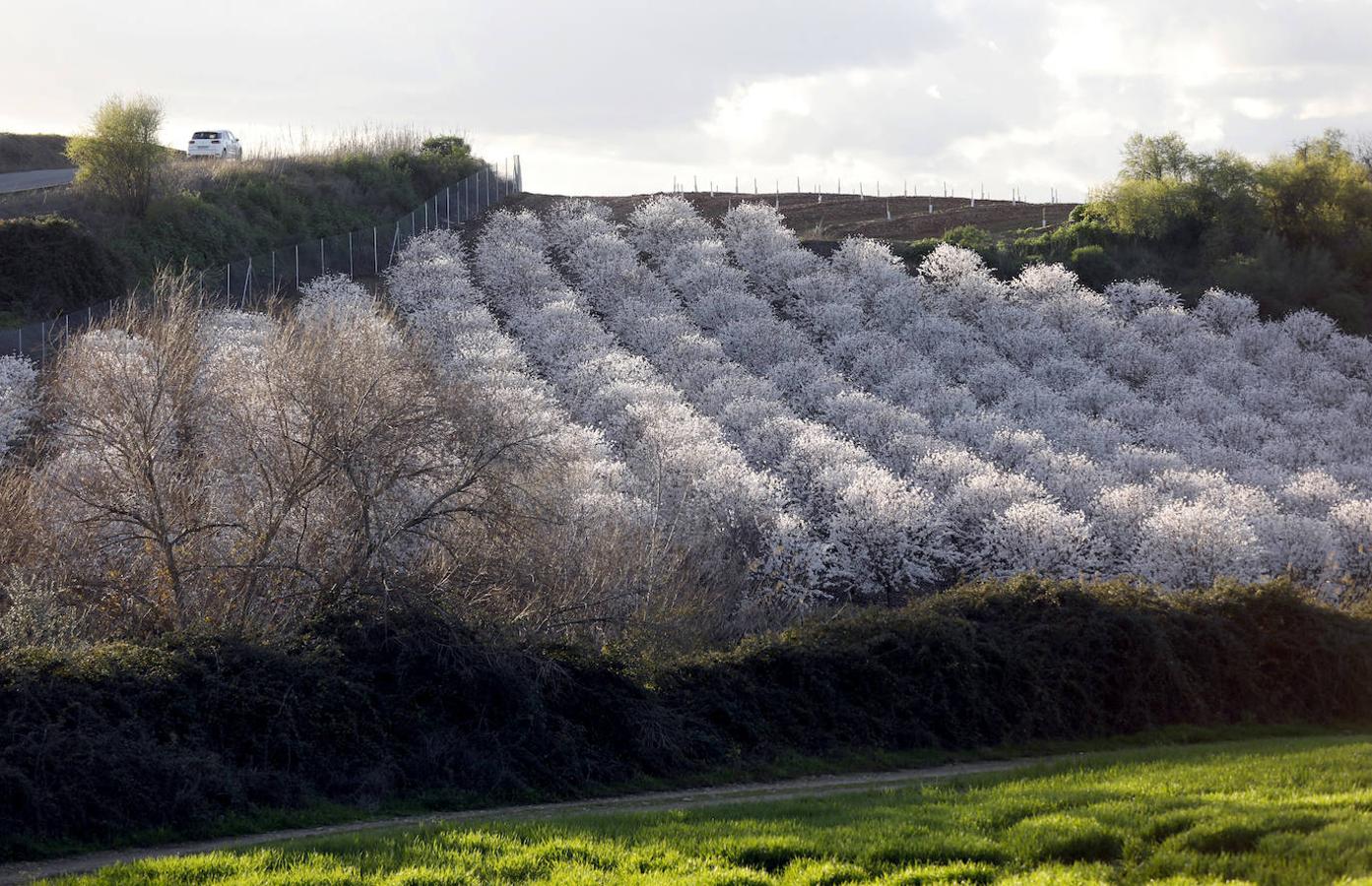 En imágenes, la magia de los almendros en flor de Córdoba